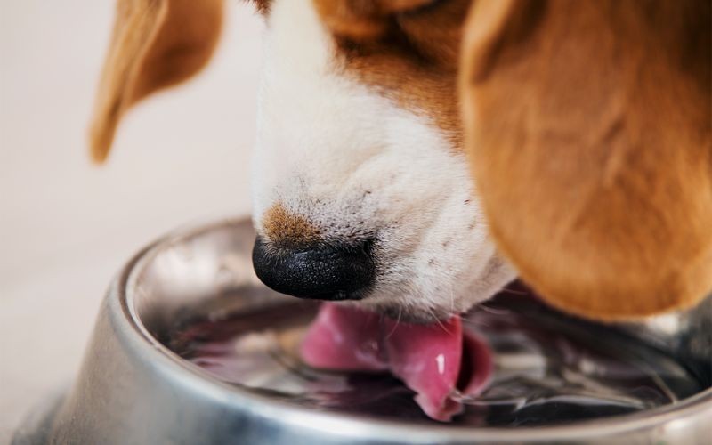 Garder votre animal hydraté par temps chaud : la nourriture humide pourrait-elle être une bonne solution ?